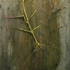 Obraz Andrej Dúbravský Stick insects can reproduce parthenogenetically, without the need for males, 2014, akryl, plátno, 195 x 150 cm